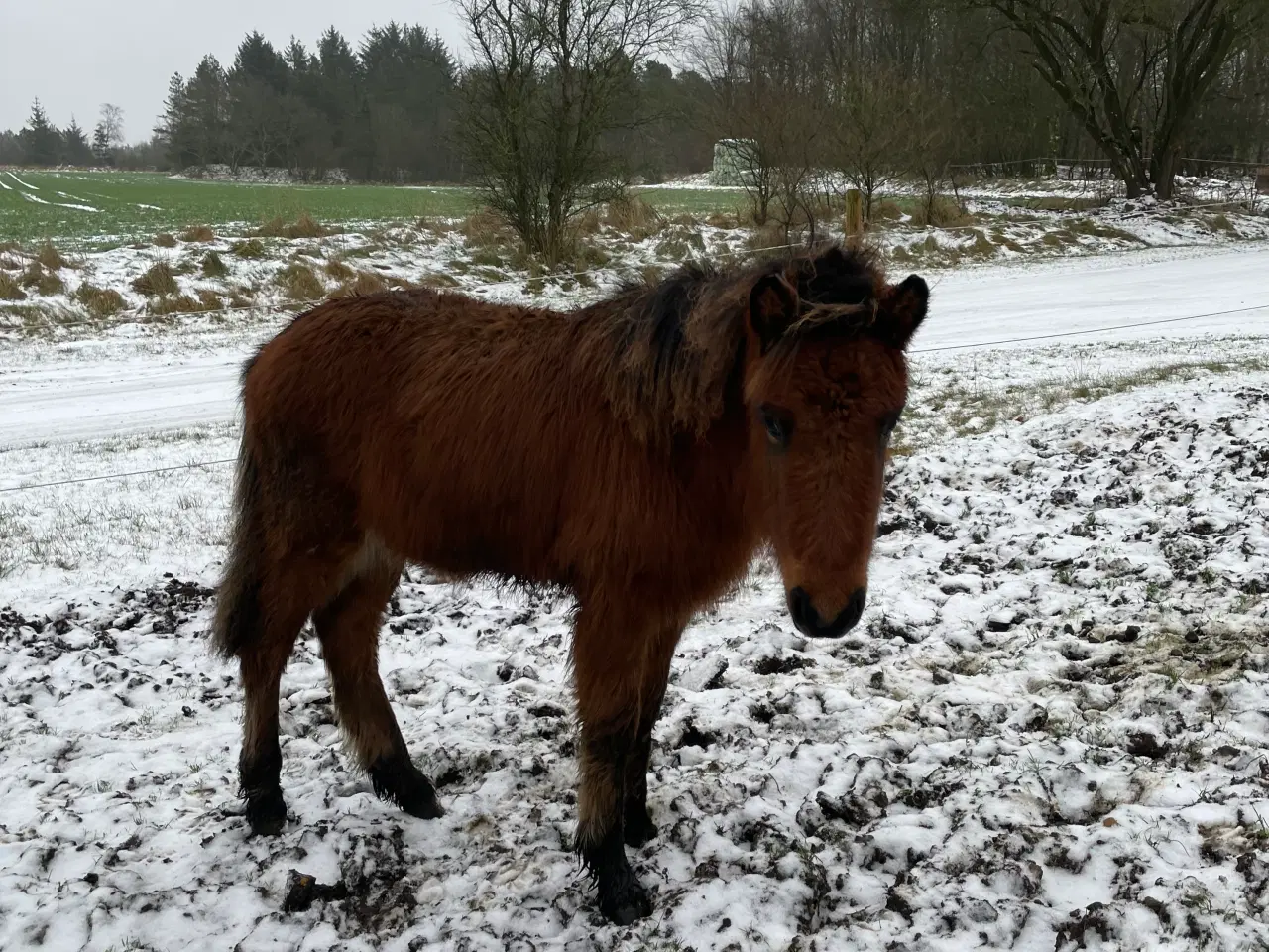 Billede 2 - Stort samarbejdsvilligt hingsteplag 