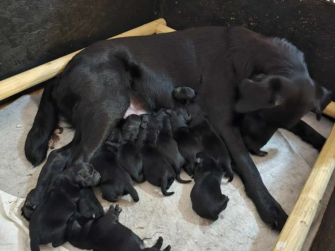 Billede 5 - Lækre familiehunde