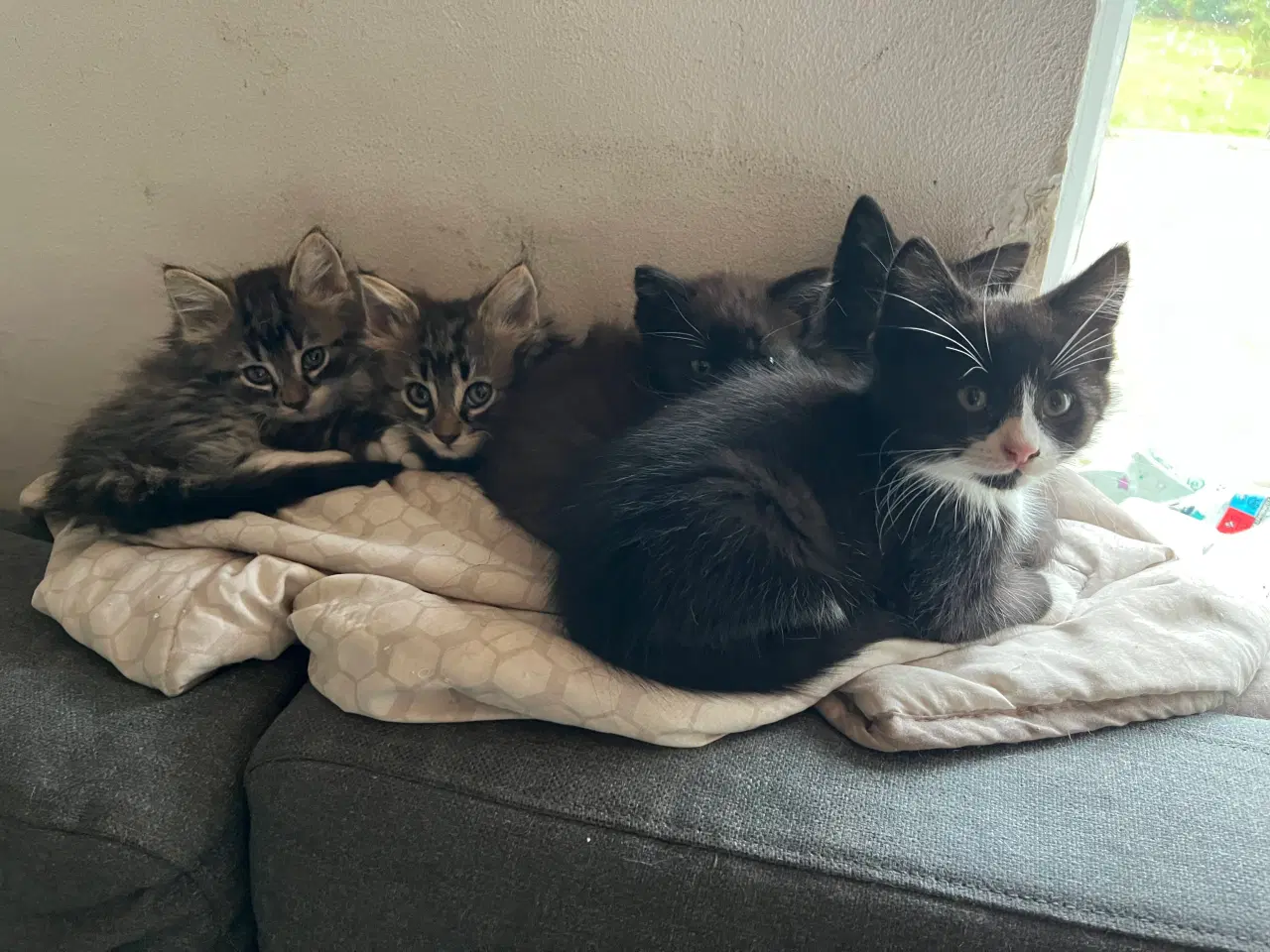 Billede 8 - Han-killing Maine Coon-blanding