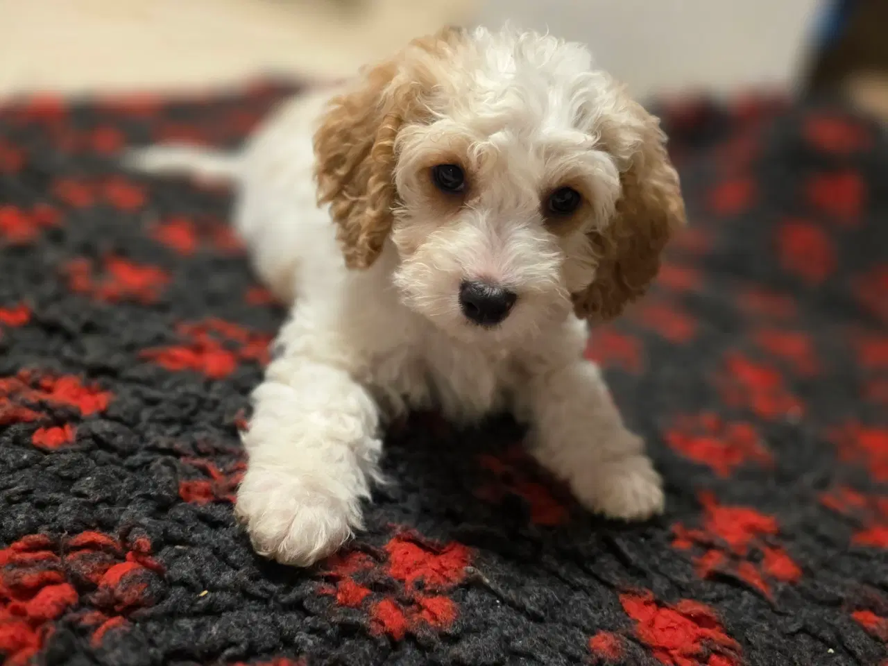 Billede 2 - Cockerpoo