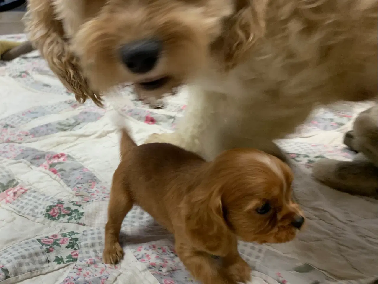 Billede 18 - De yndigste cavapoo babyer 