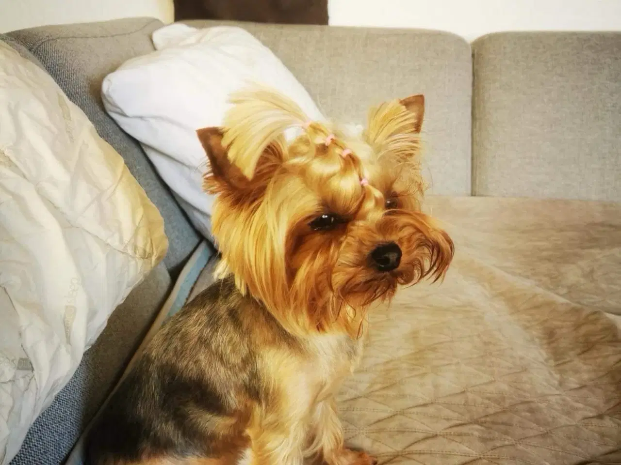 Billede 16 - Skønne Yorkshire Terrier hvalpe til salg!