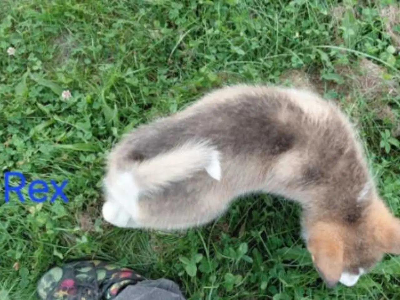 Billede 5 - Alaskan malamute hvalpe 