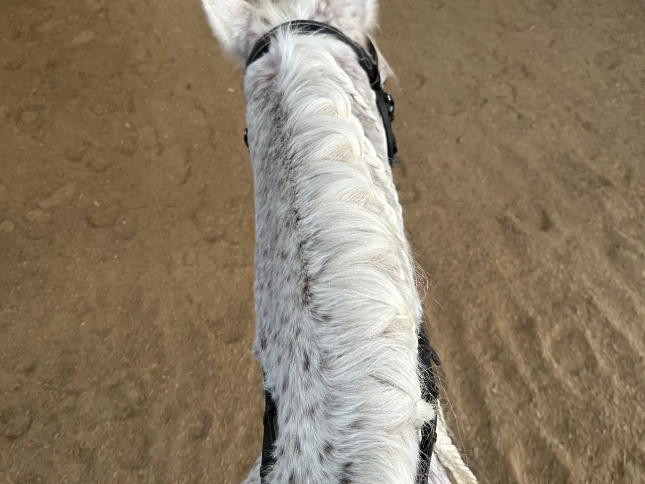 Billede 2 - Verdens bedste hest sælges