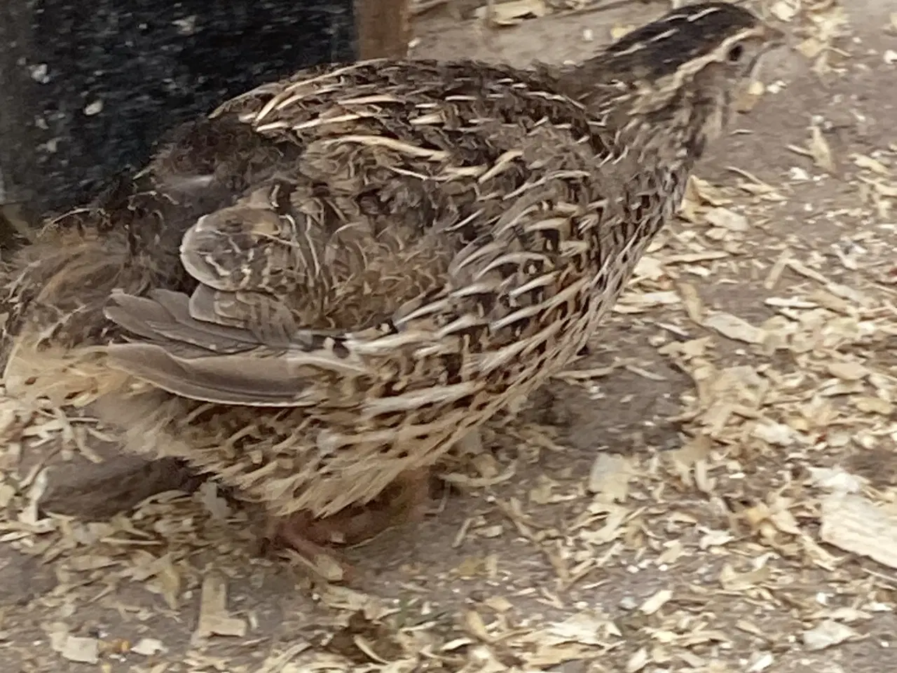 Billede 5 - JUMBO Vagtler KUN 50kr