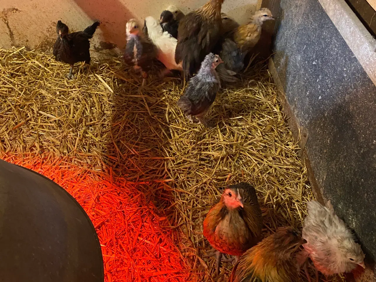 Billede 3 - Kyllinger 