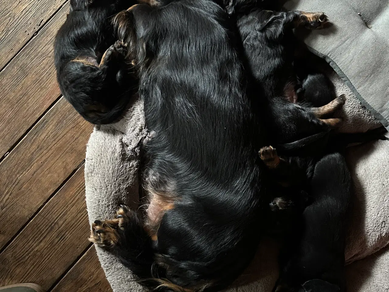 Billede 8 - Langhåret gravhund