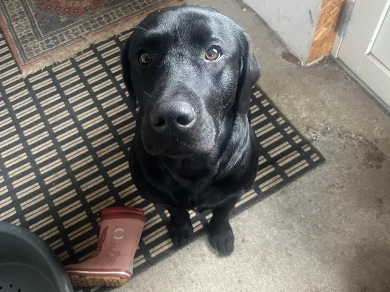 Billede 4 - Springador hvalpe 2 hanner.