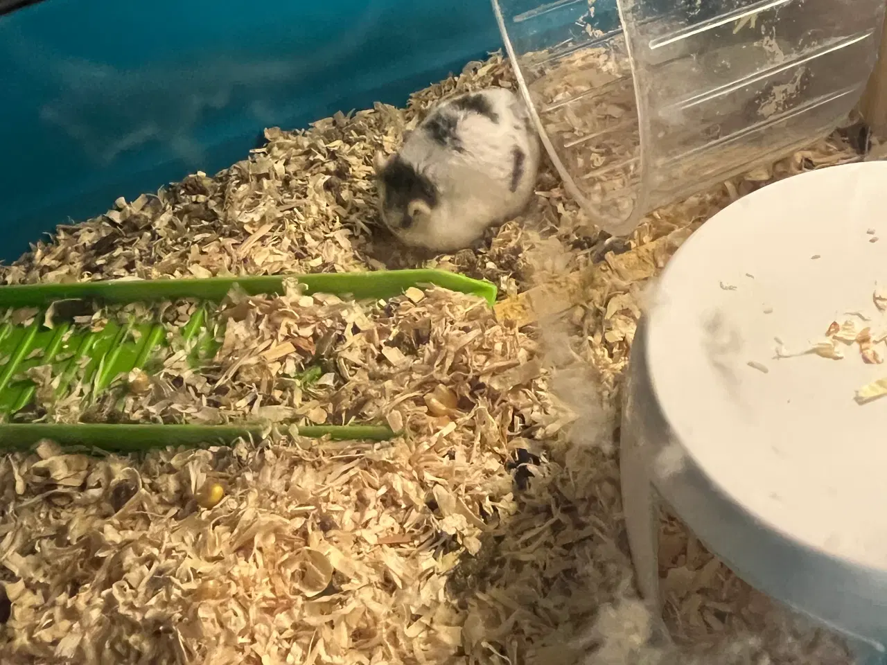 Billede 1 - Hamster gives væk