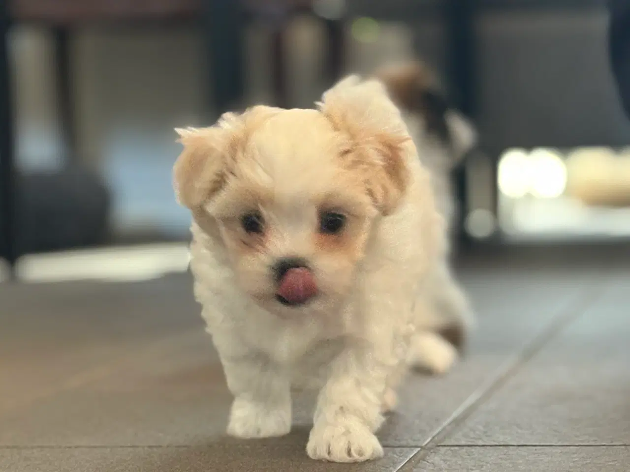 Billede 4 - Fin lille Boomer tæve shih tzu/malteser