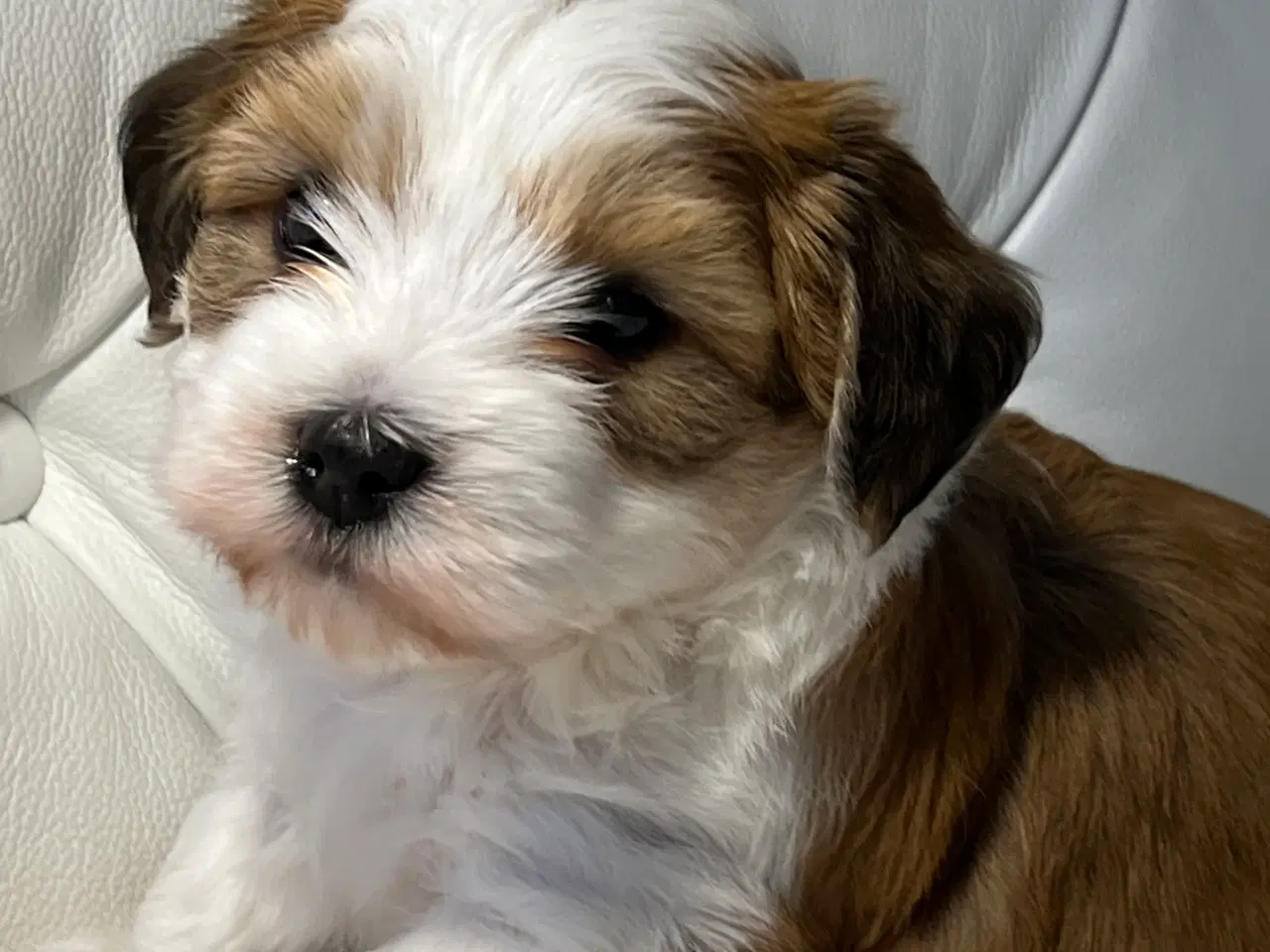 Billede 2 - 💙Skal Ditlev være din 💙