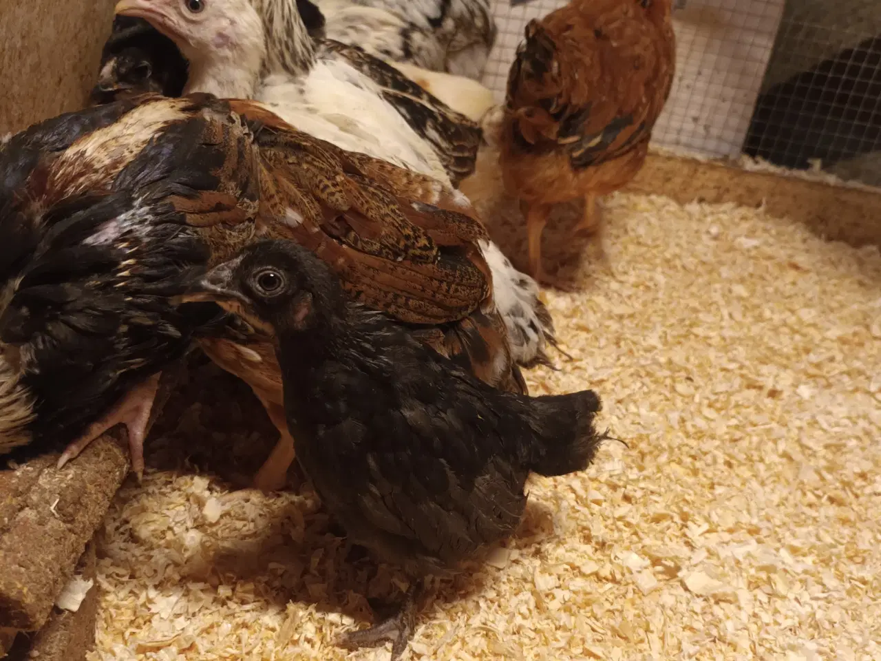 Billede 2 - Varmefri blandings kyllinger