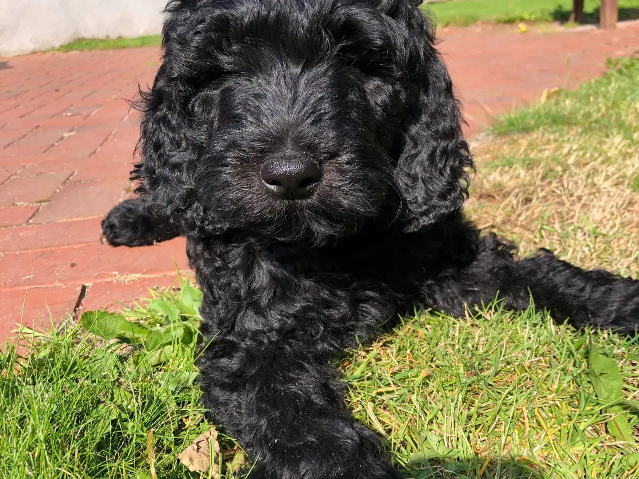 Billede 2 - Goldendoodle hvalp