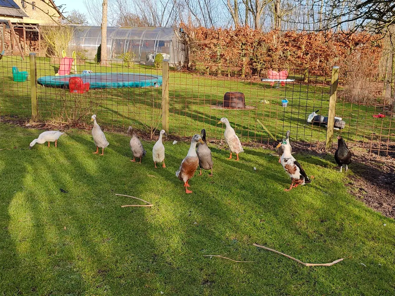 Billede 2 - Løbeænder