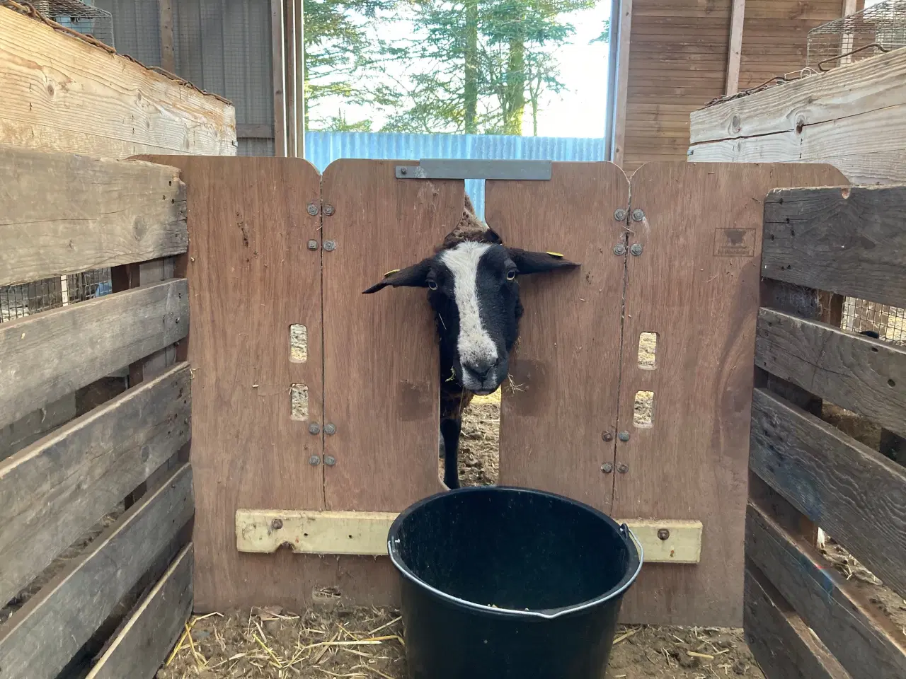 Billede 1 - Shearwell lamb adopter