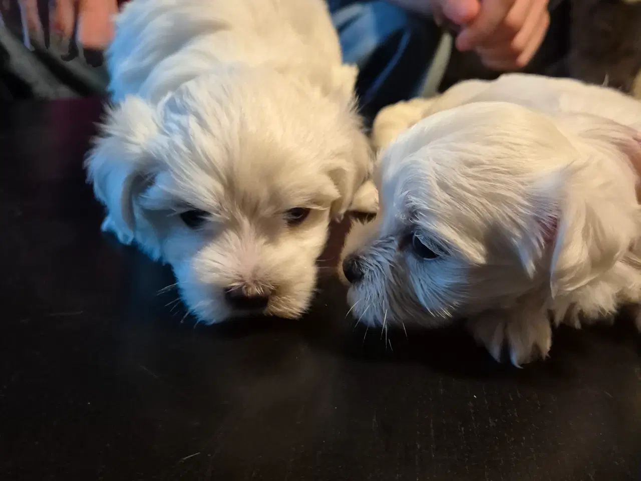 Billede 6 - Malteser babyer 1 pige og en dreng