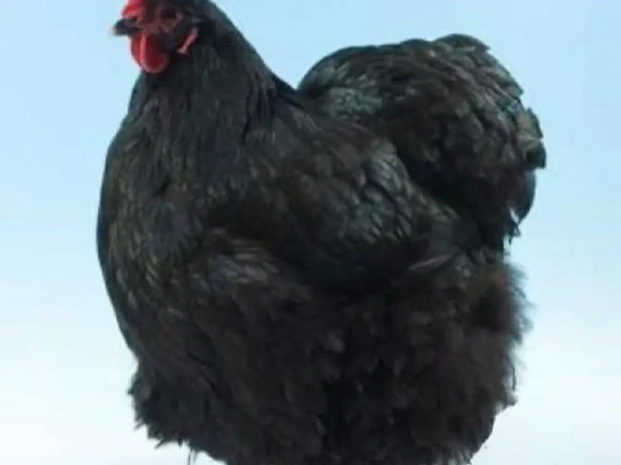 Billede 2 - 2 sorte orpington høner
