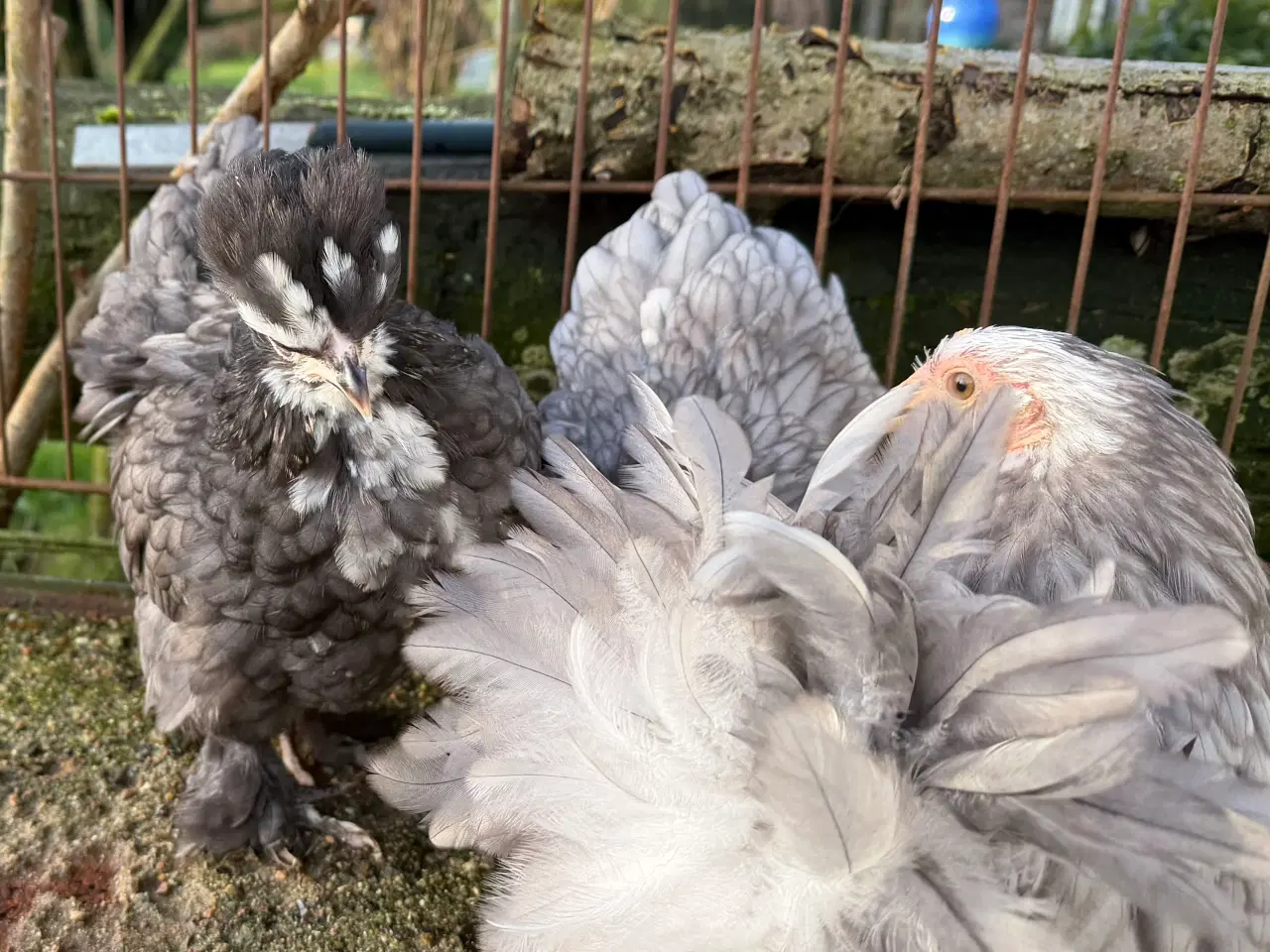 Billede 3 - Dværg kochin og blandings