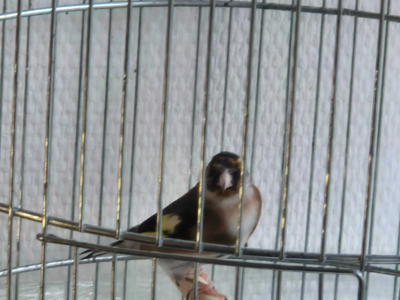 Billede 1 - Hun stillits