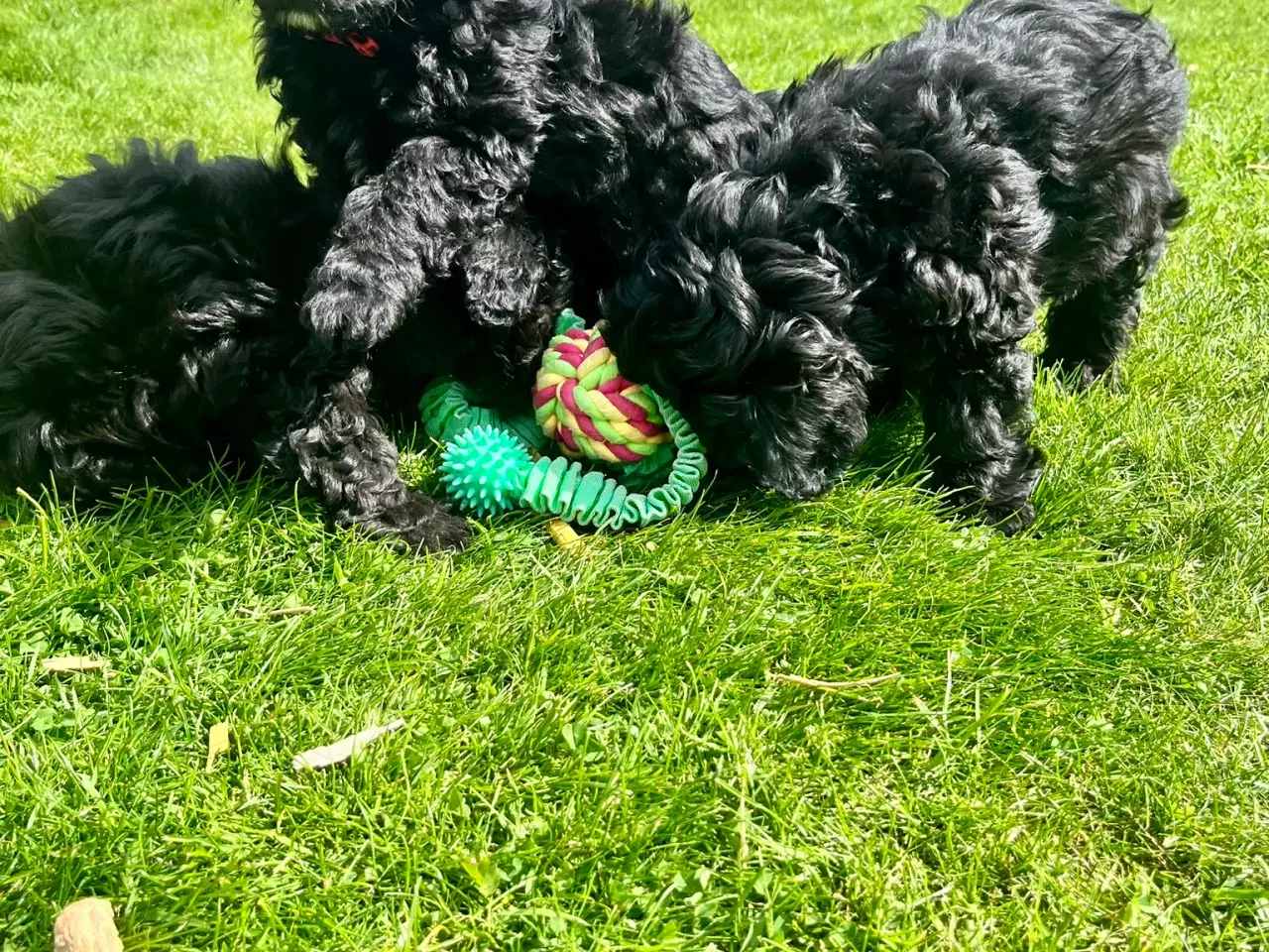 Billede 4 - Cavapoo-hvalpe 4 tilbage