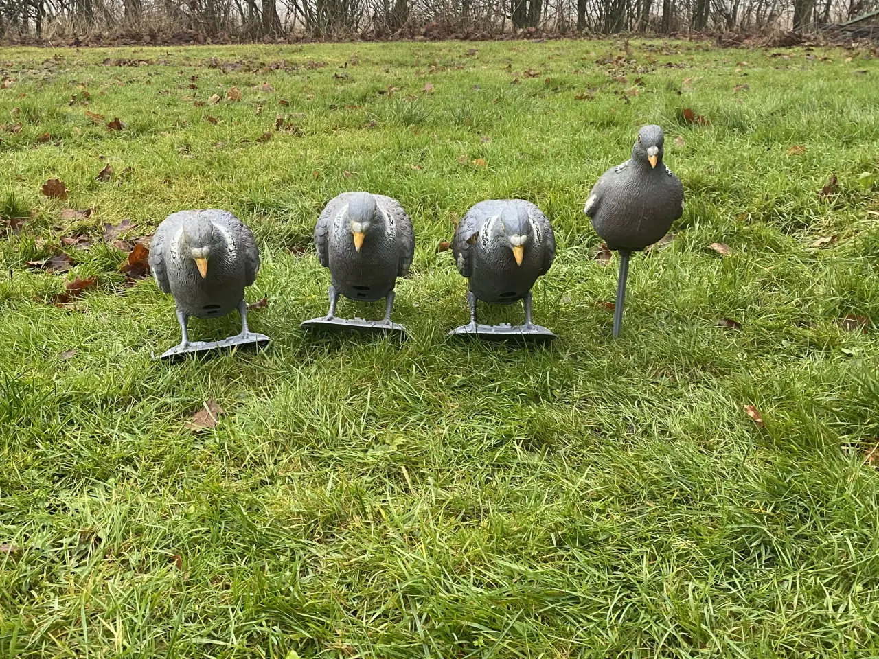 Billede 2 - Lokkeduer til jagt