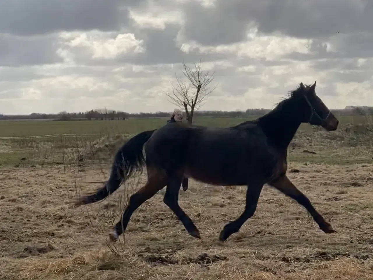 Billede 14 - 13 årig pensioneret traver hoppe/ hygge hest/