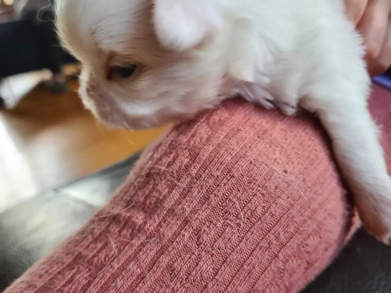 Billede 3 - Japanese chin hvalpe 