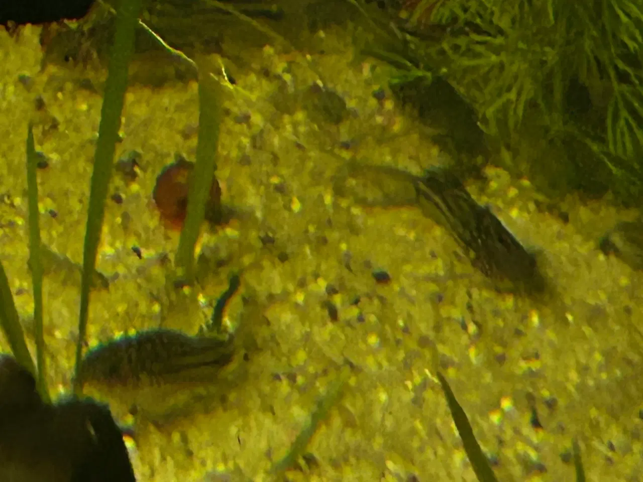 Billede 6 - 🐠✨ Nannus pansermaller – Fredelige bundfisk 