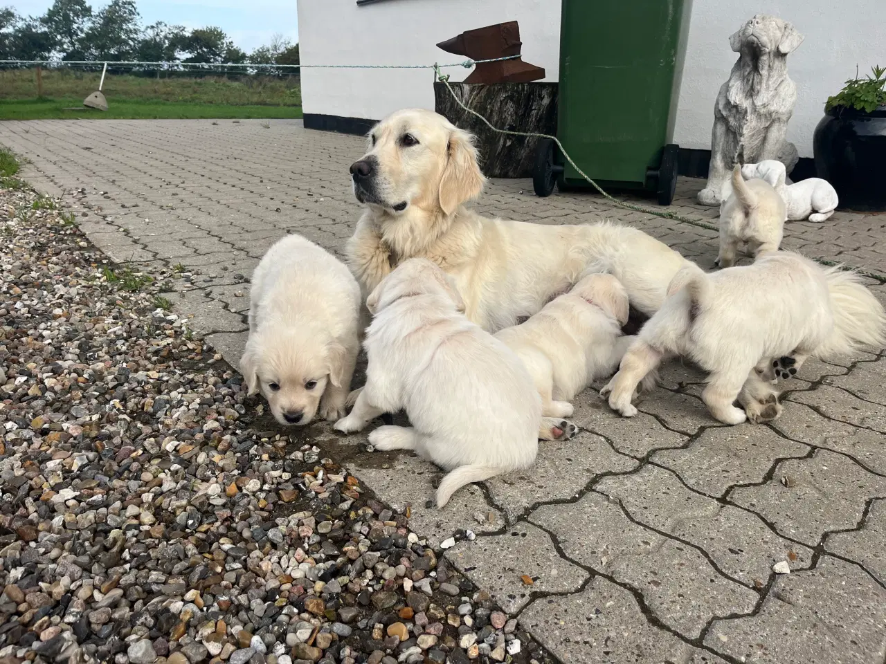 Billede 4 - Golden Retriever hvalpe