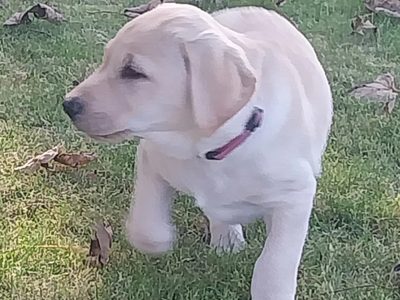 Billede 8 - Gule labrador hvalpe.