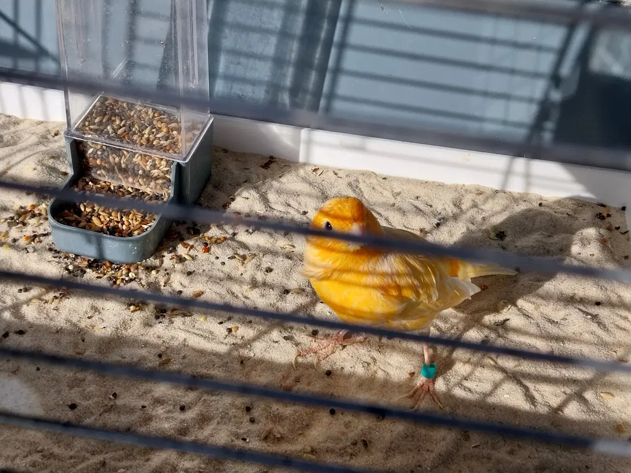 Billede 3 - fuglebur med tilbehør og 2 fugle