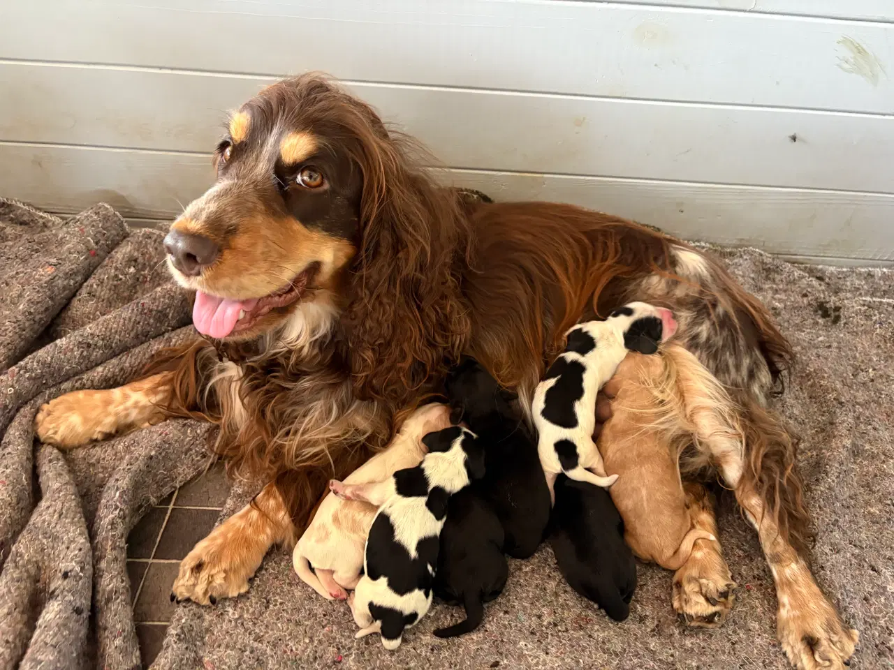 Billede 10 - Engelsk cocker spaniel hvalpe 