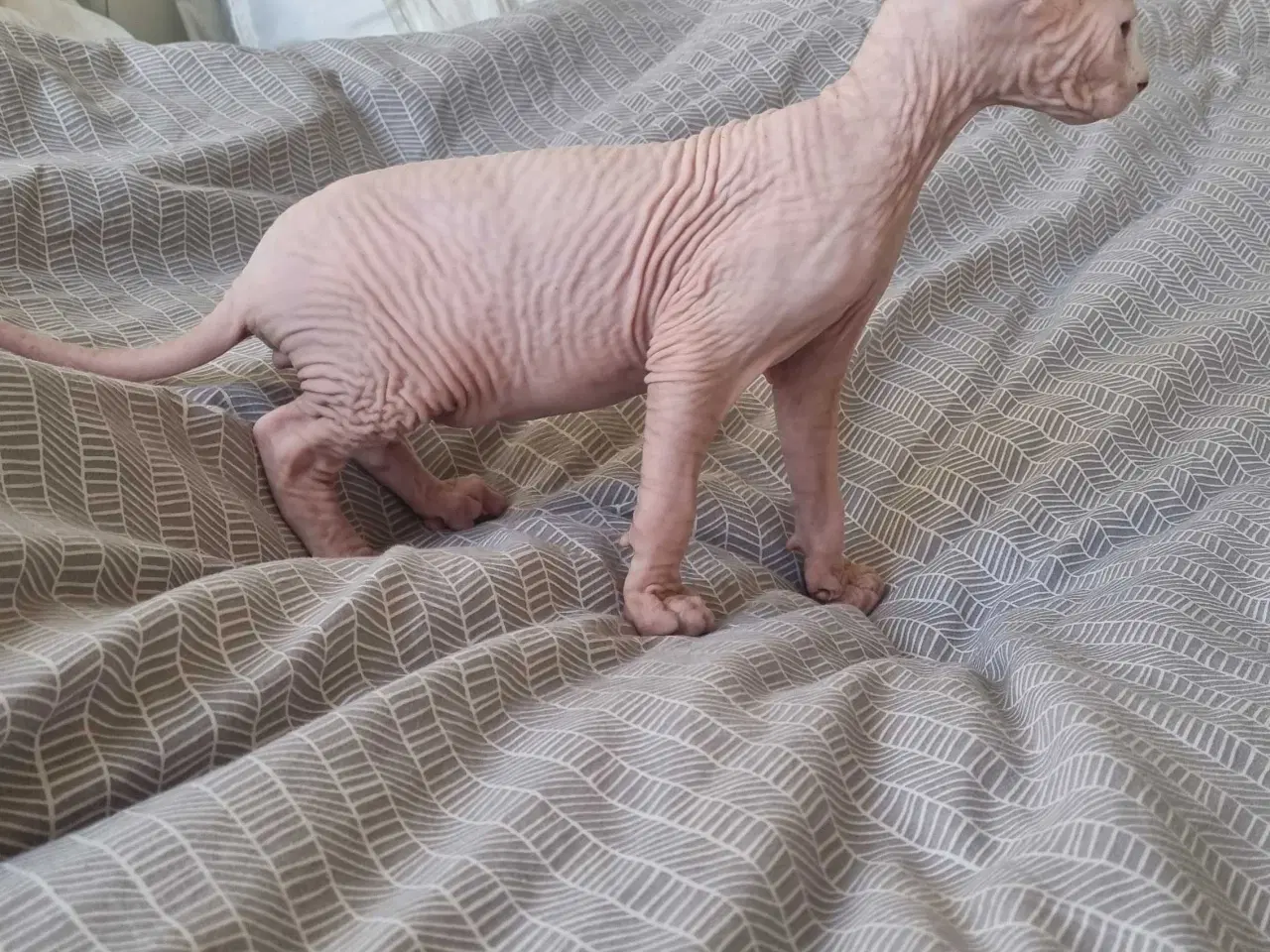 Billede 3 - Sphynx han killingen 