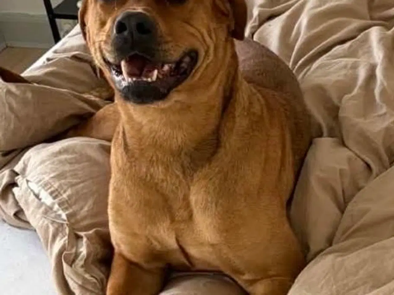 Billede 6 - Blandings hund sælges 