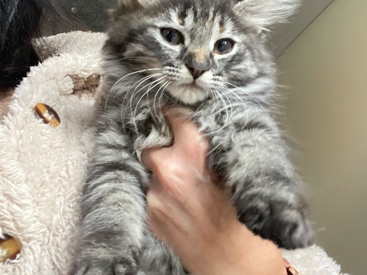 Billede 3 - Alle killinger Reserveret 🐾🐾🐾