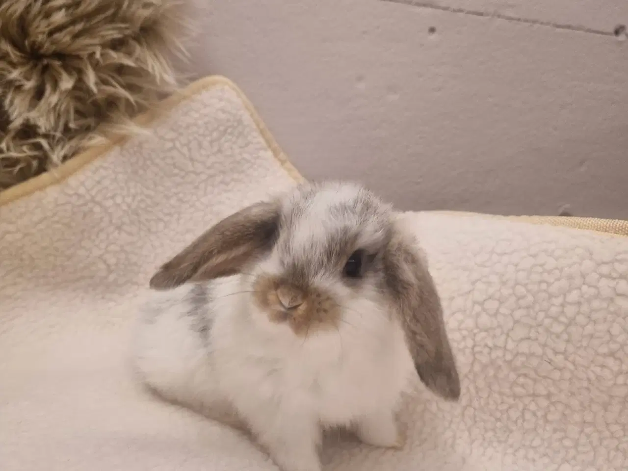 Billede 2 - Mini lop dværgkanin unger