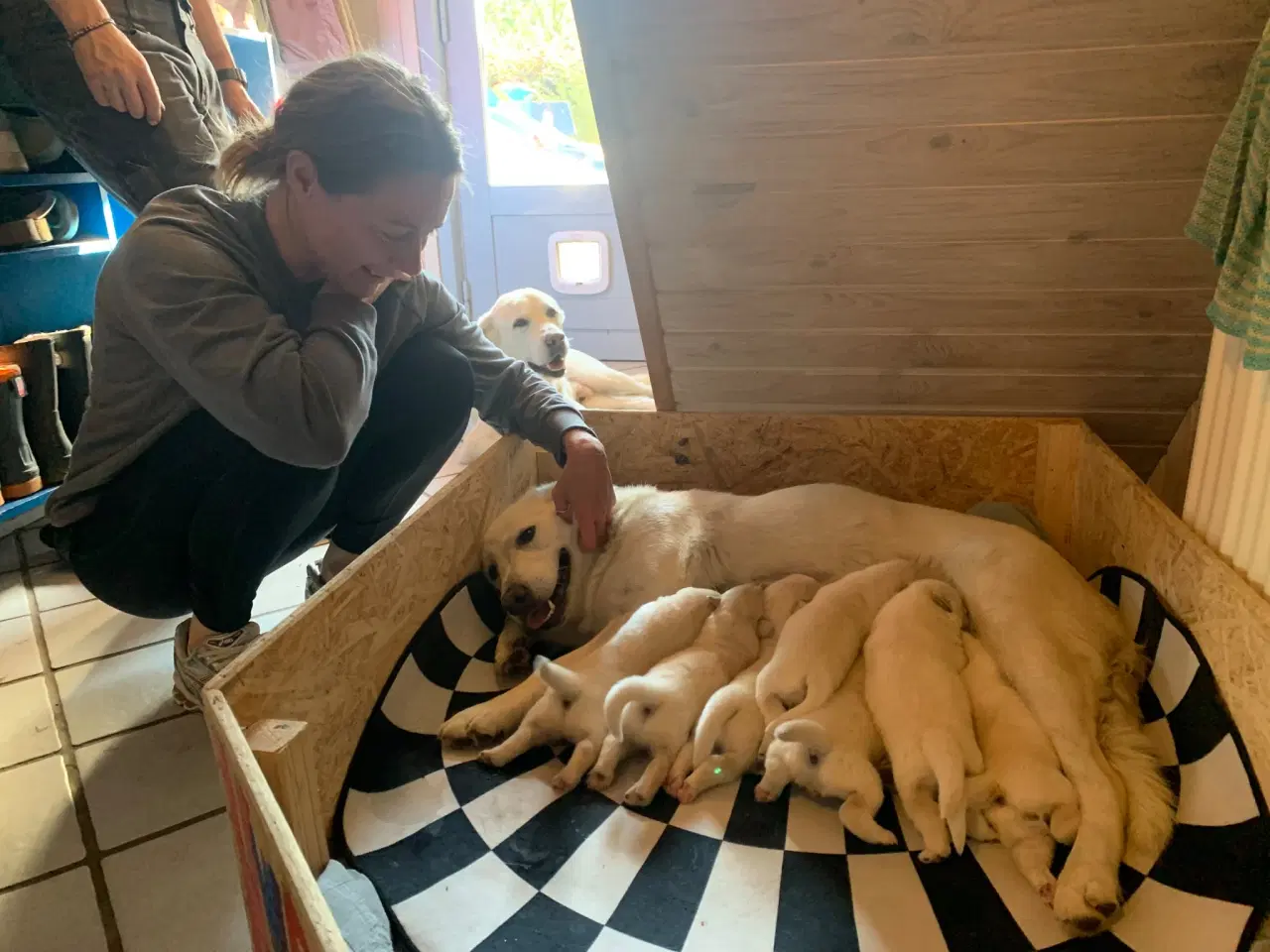 Billede 10 - Familievenlige blandingshvalpe / hundehvalp