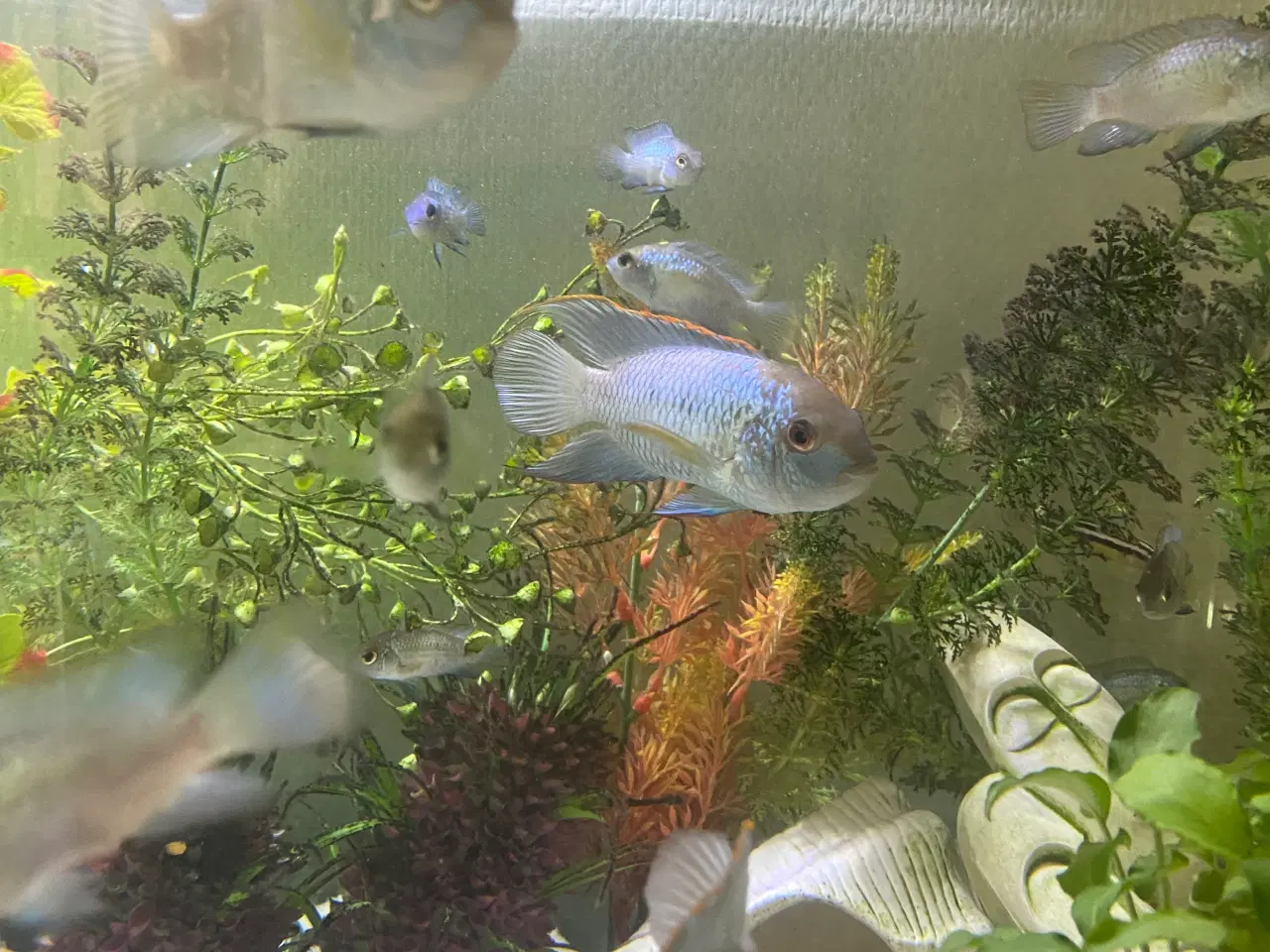 Billede 1 - 5 stk. Electric blue