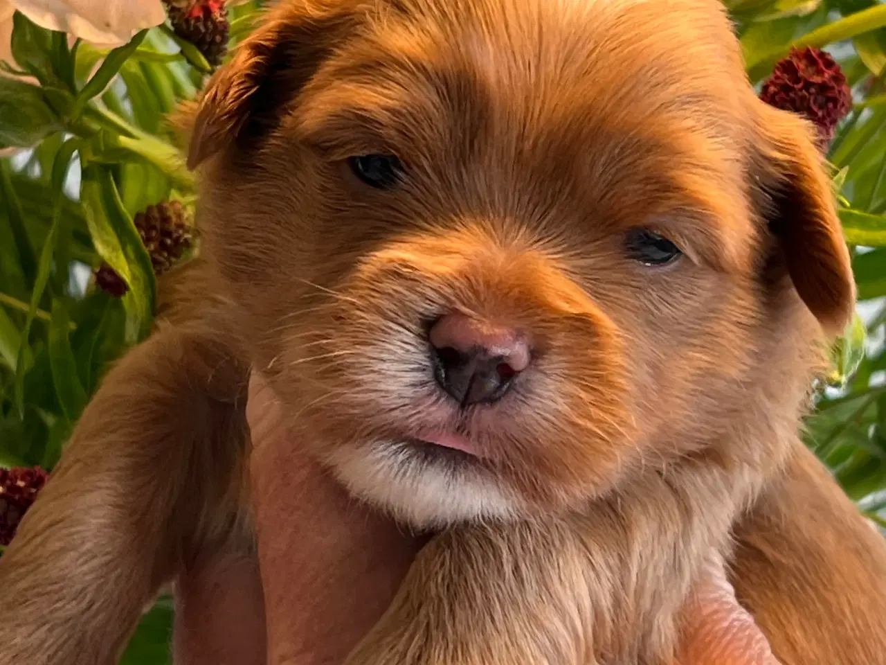 Billede 10 - Smukke Røde & Abrikos 