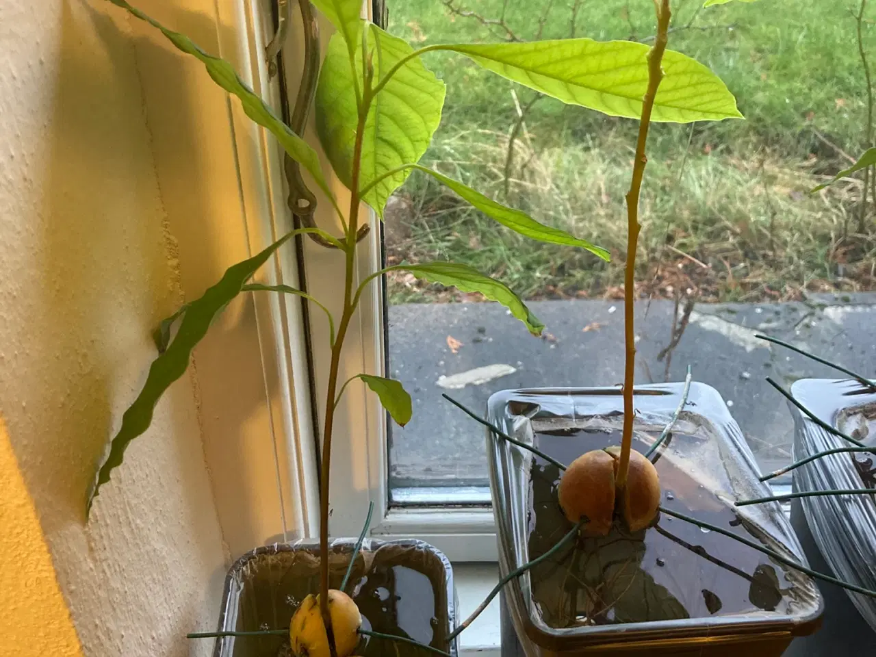 Billede 2 - Avokadoplante - flere stk