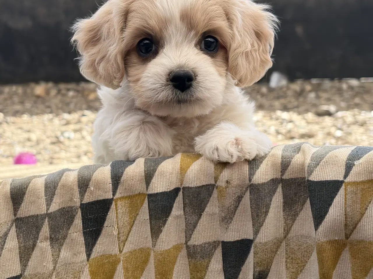 Billede 10 - De små dejligste Cavachon babyer nu!