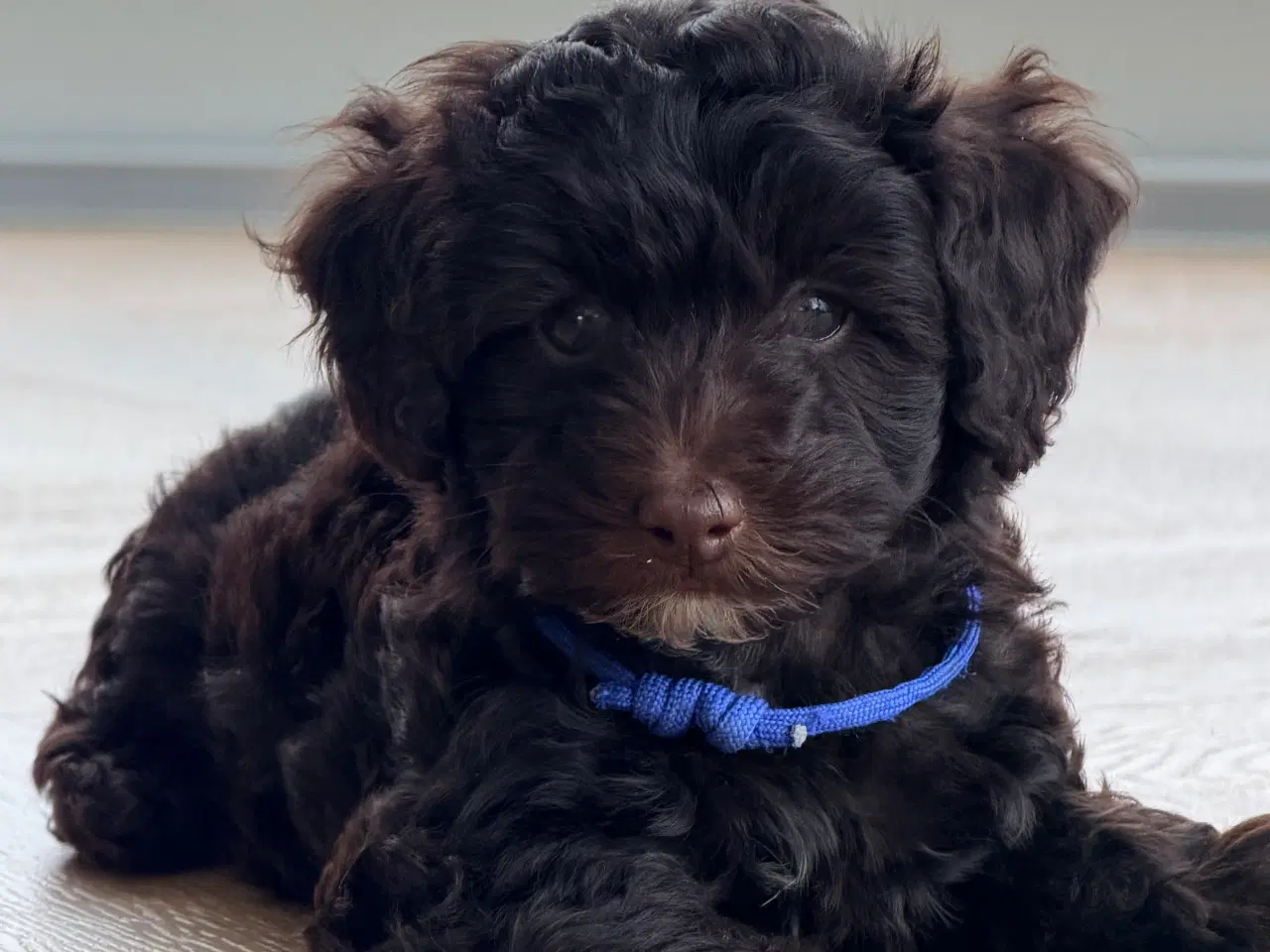 Billede 10 - Chokolade brune Havapoo drenge