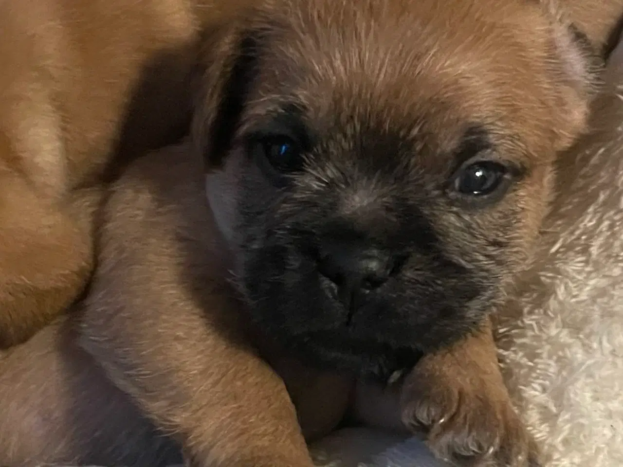 Billede 2 - Fransk cavapoo søger ny sofa arm🥰