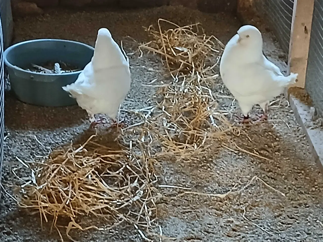 Billede 3 - Hvide King duer