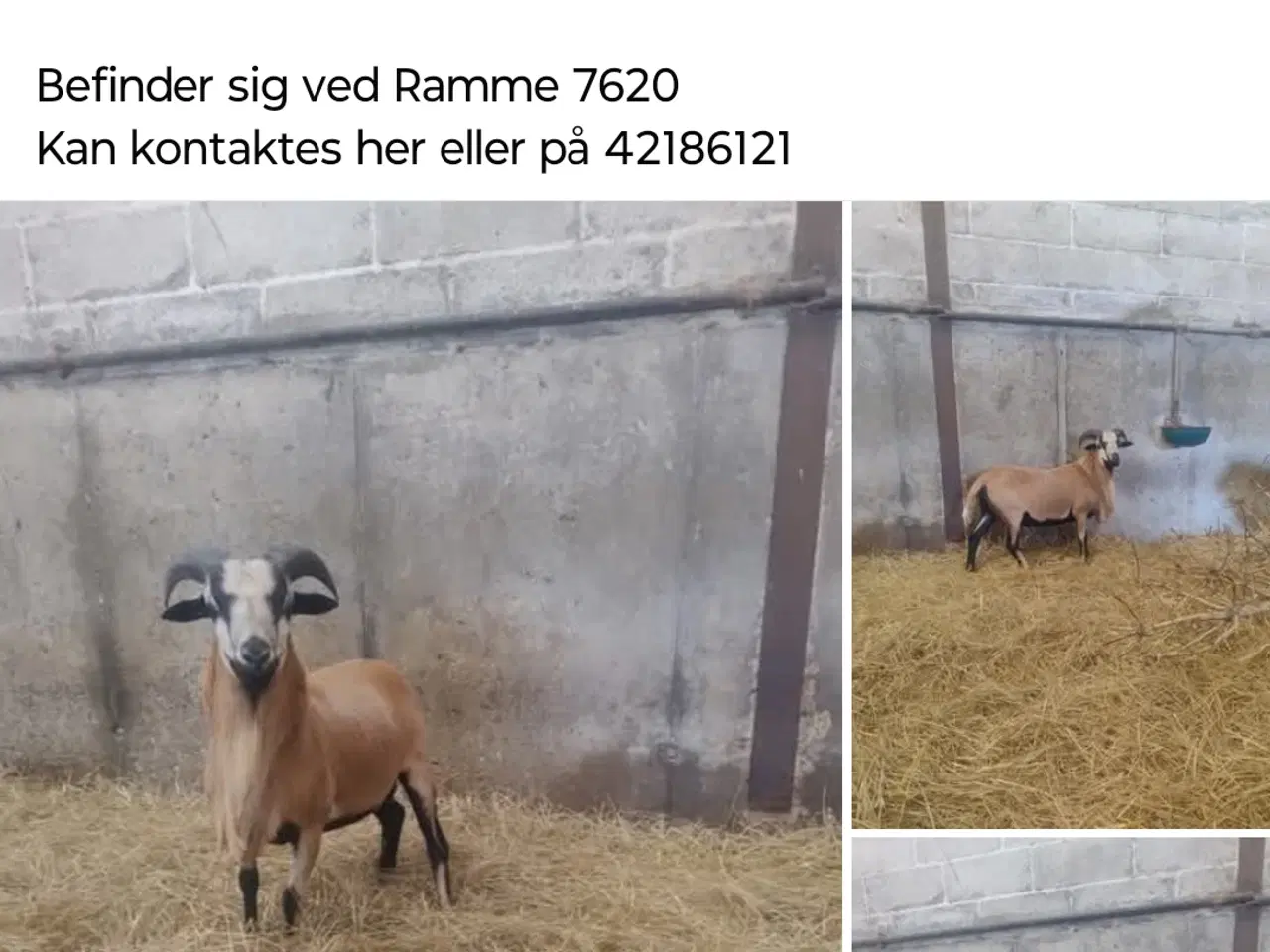 Billede 1 - Cameroun vædder 