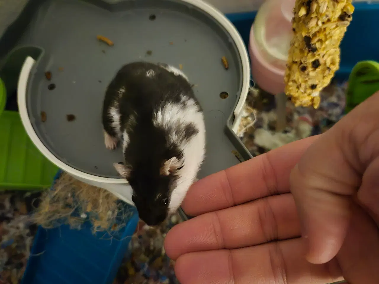 Billede 5 - Søde dværghamstere søger nyt hjem