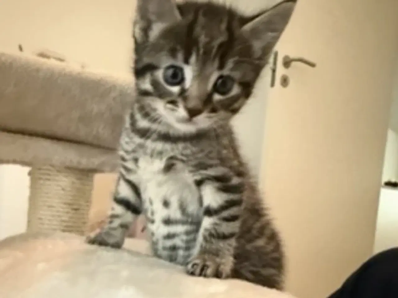 Billede 2 - Killinger - Ragdoll blanding