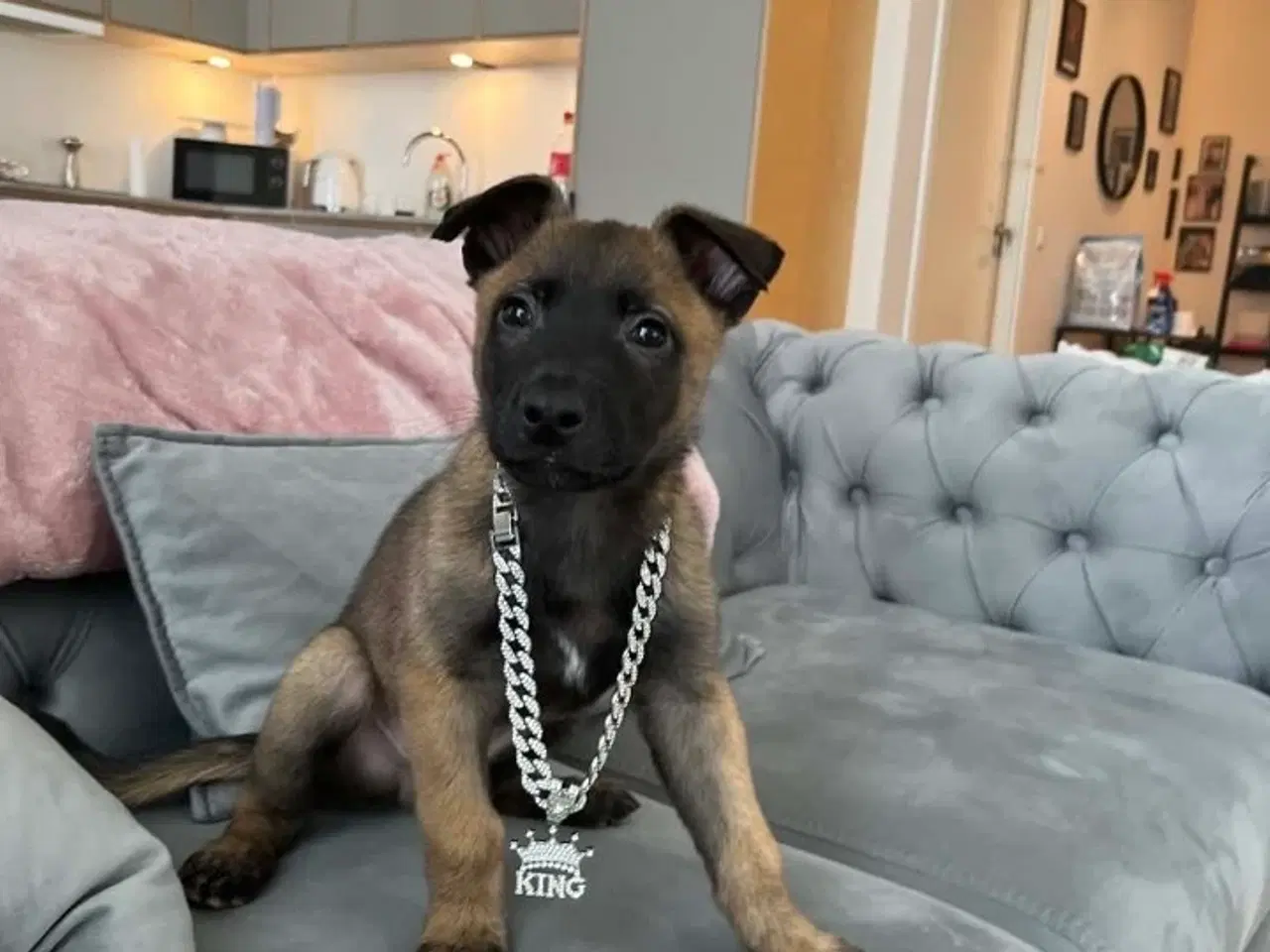 Billede 2 - Belgisk malinois