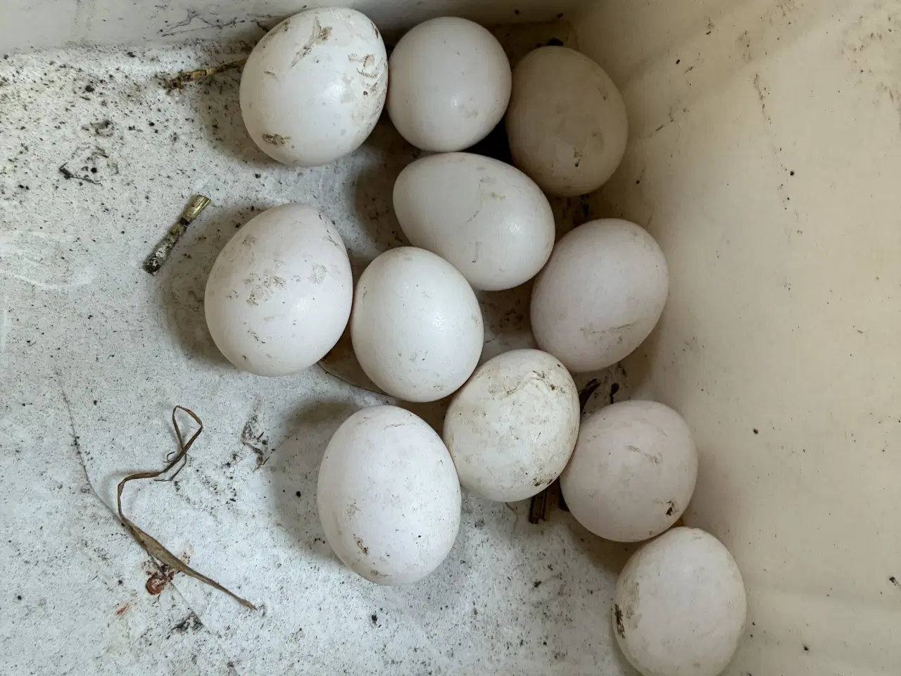 Billede 3 - Hollandske dværghøns 