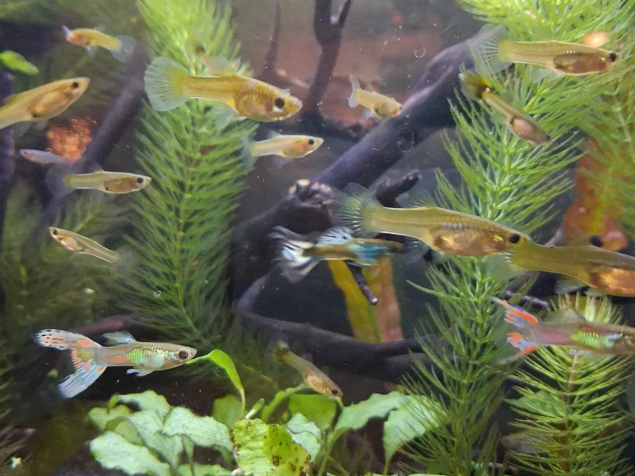 Billede 1 - Guppymix og lyretail guppyer 